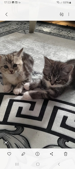 Wunderschöne Baby Katze MIX zu verkaufen 