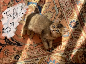die schönsten 5 Bkh Kitten freuen sich auf ein neues Zuhause :)!