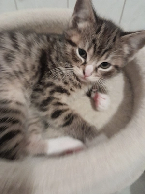 Wunderschöne Baby Katze MIX zu verkaufen 