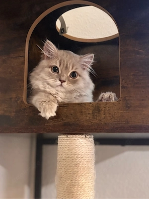Katze BLH sucht neues Zuhause 