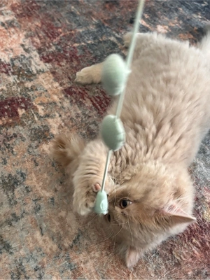 Katze BLH sucht neues Zuhause 