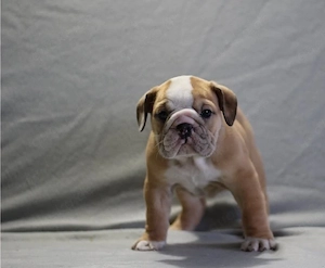 Bezaubernde Englische Bulldoggen-Welpen