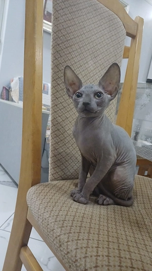 Ich verkaufe eine 3 Monate alte Sphynx-Katze.
