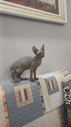Sphynx Katzen