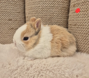Zwergkaninchen kleinbleibend,  Farbenzwerge 