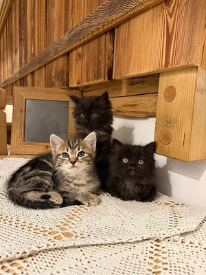 heilige Birma Kitten Katzen Kätzchen Babys 