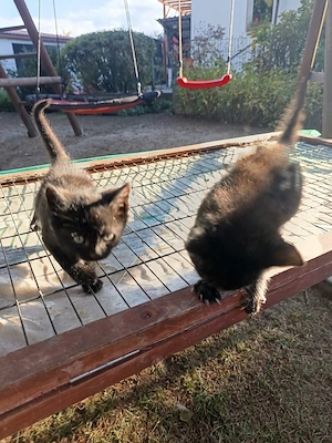 Kitten super zutraulich Handaufzucht 