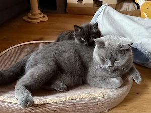 bhk Britische Kurzhaar kitten katze