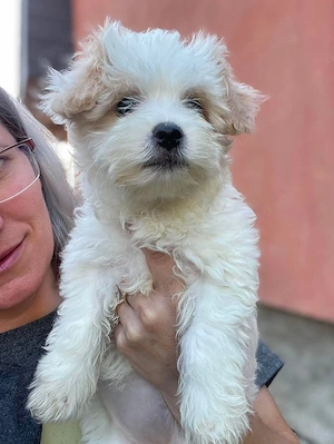 BONNIE - liebevolles Hundemädchen (wartet in Rumänien) 