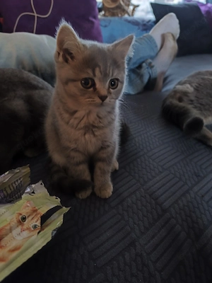 BKH kitten