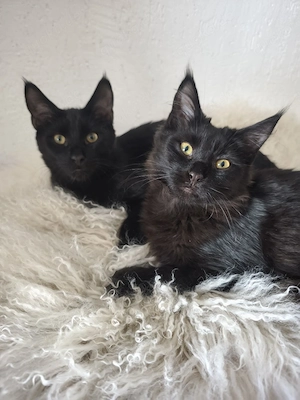 Maine Coon Mischlingskitten abzugeben.