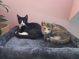Zwei Katzenbabys weiblich
