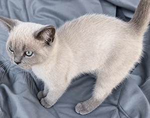 BRITISCH Kurzhaare Kater,Abholbereit