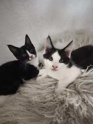 Maine-Coon-Mischlingskitten abzugeben