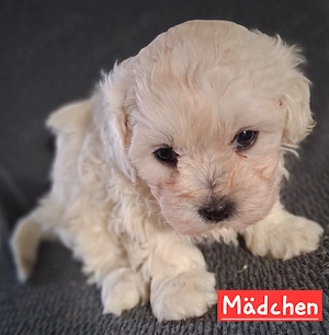 Maltipoo-Welpen suchen ihr zuhause