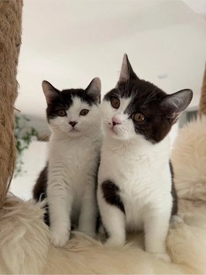 Zwei zauberhafte Britisch Kurzhaar Kitten in Schoko Bicolor suchen ein liebevolles Zuhause!