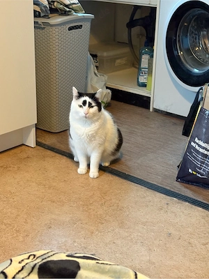 kater sucht dringend ein neues zu hause 