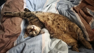 Liebevolles Zuhause für meine Katze gesucht