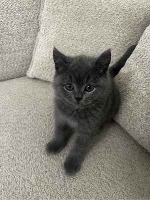 baby katzen bkh