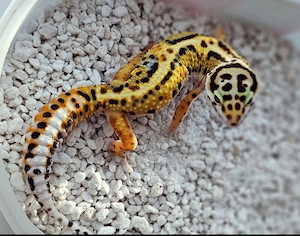 Leopardgecko  Nachzuchten von 2026