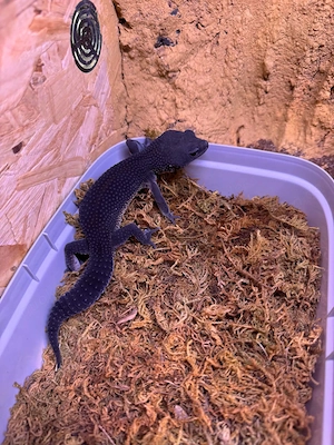 1.0 Black Night Leopardgecko Männchen Adult abzugeben NZ 25