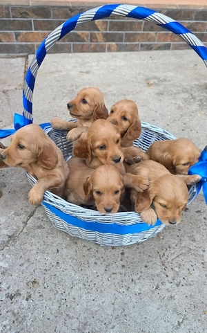 Cocker Spaniel
