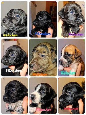 Border Collie Rhodesian Ridgeback deutsche Dogge Welpen