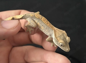 Kronengecko 0.0.1 Flame   Harlequin und Dalmatiner 