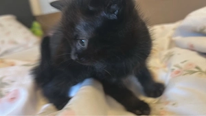 Süße Katzenbabys