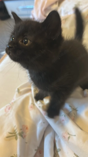 Süße Katzenbabys