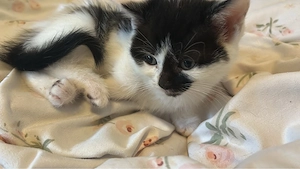 Zwei süße Katzen 