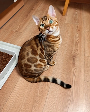 Bengal Kitten wunderschöne Bengalkatze Brown Rosetted Kater