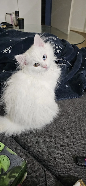 Perserkatzen langhaarige 