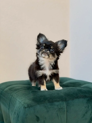 entzückende Chihuahua-Babys, bereit für ein liebevolles und fürsorgliches Zuhause