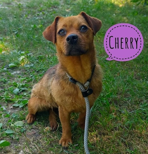 Cherry, winzige Mischlingshpndin sucht warmes Plätzchen und Menschen zum ankuscheln