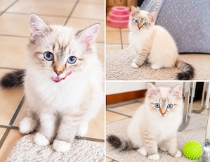Ragdoll suchen Herzensmenschen