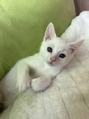 Katzen Baby weiß in liebevolle Hände abzugeben  Kater SOFORT ABHOLBEREIT Kätzchen