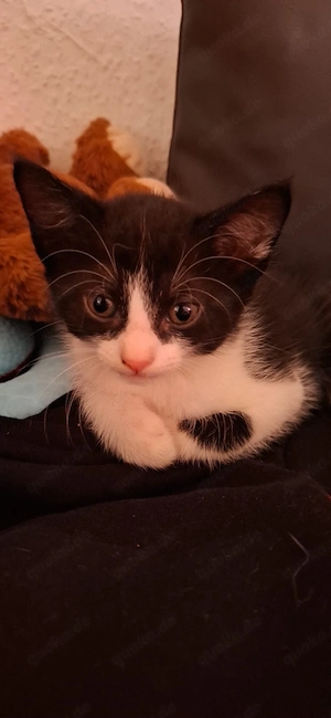    Süße Katzenbabys abzugeben   