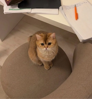 süße orangene Britisch Kurzhaar Katze
