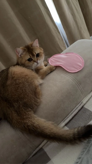 süße katze