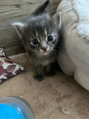 Maine Coon Mix - Neva Masquerade 