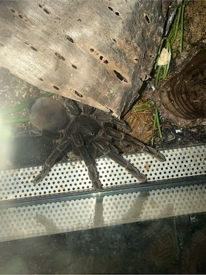 0.1 Pamphobeteus sp. "Cascada"