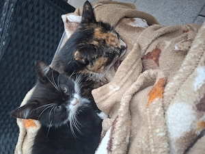 Kleine Katzenkinder in tierliebe Hände abzugeben
