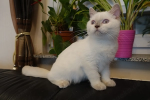 Unsere Amy sucht ein Zuhause!