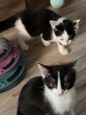 Katzen schwarz weiß