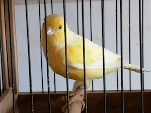 Gesangskanarien Harzer Edelroller 