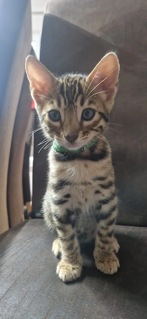 Süsse Bengal-Kitten 