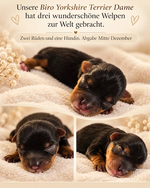Biro Yorkshire Terrier Welpen Rüden und Hündin-Abgabe Mitte Dezember