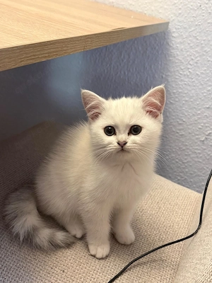 BKH Kitten zu verkaufen 