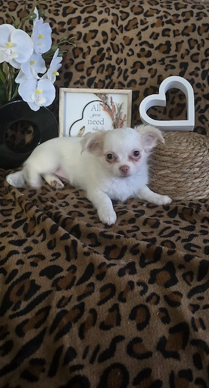 Reinrassiger Chihuahua Welpe Rüde 